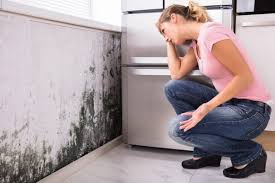 Best Mold Prevention Services  in Lake Junaluska, NC